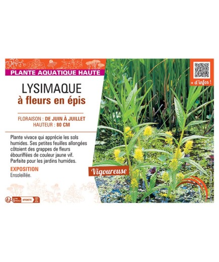 LYSIMAQUE à FLEURS EN EPIS