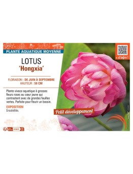 LOTUS HONGXIA