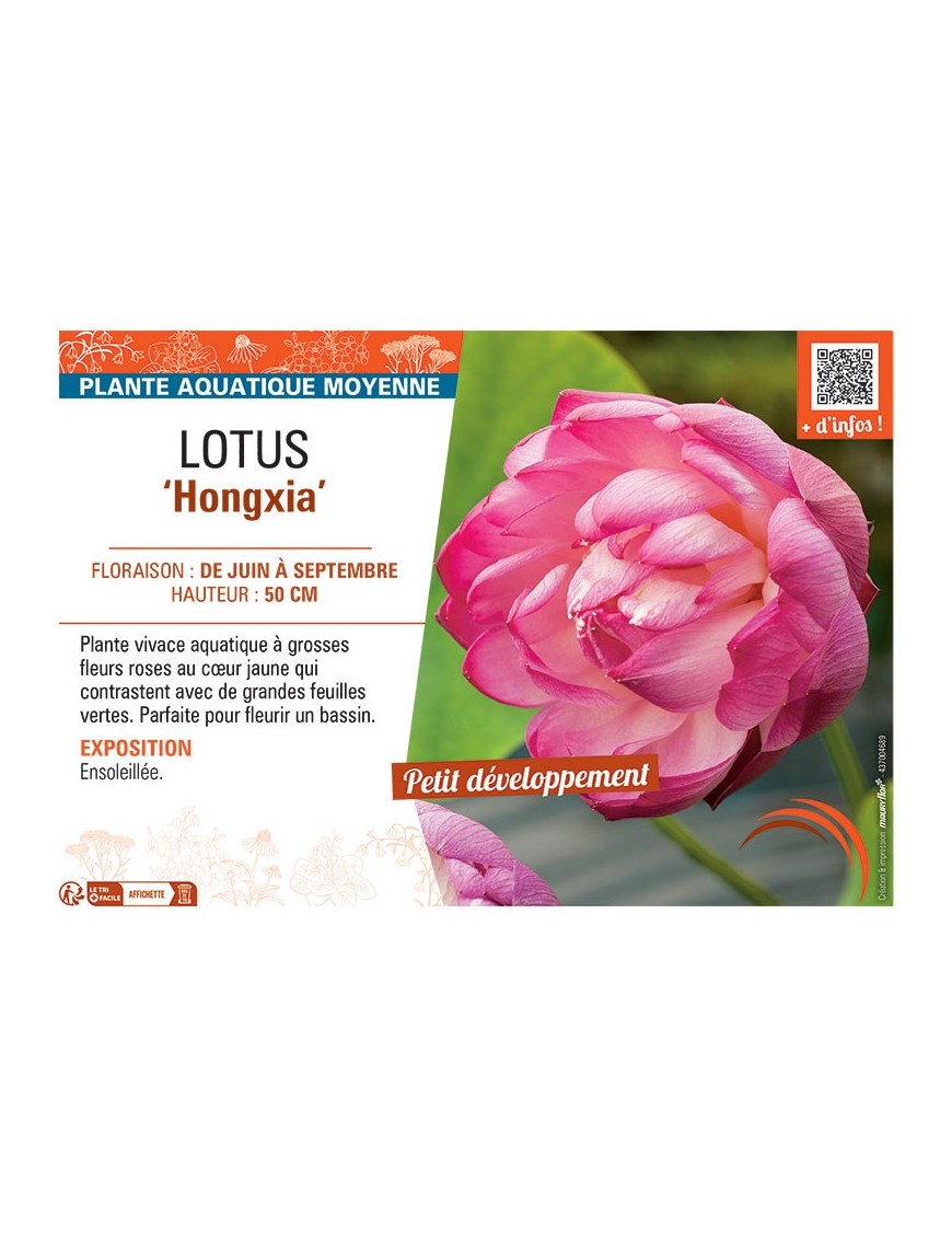 LOTUS HONGXIA