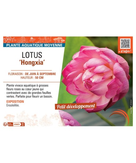 LOTUS HONGXIA