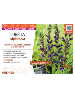 LOBELIA SIPHILITICA