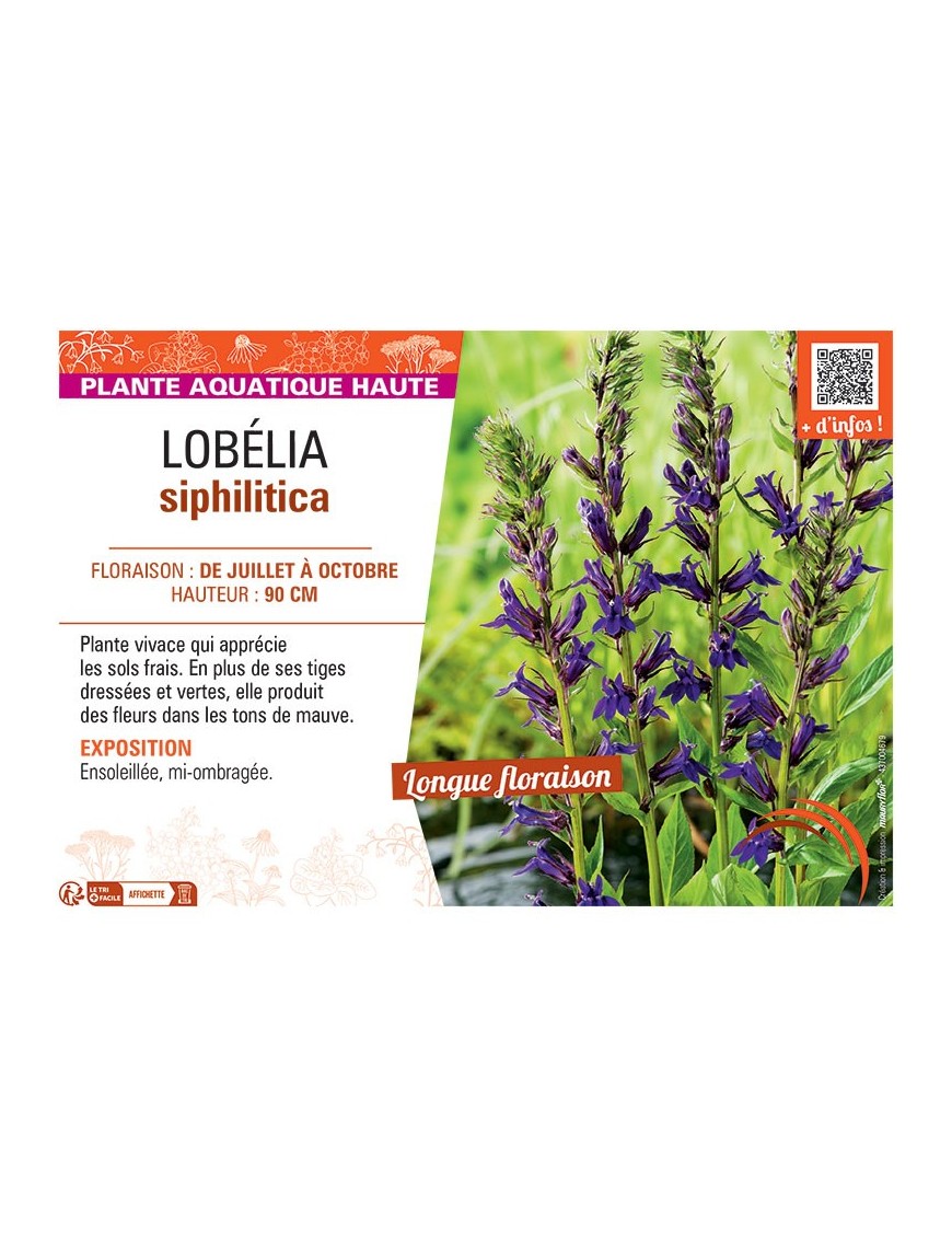 LOBELIA SIPHILITICA