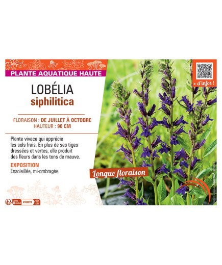 LOBELIA SIPHILITICA