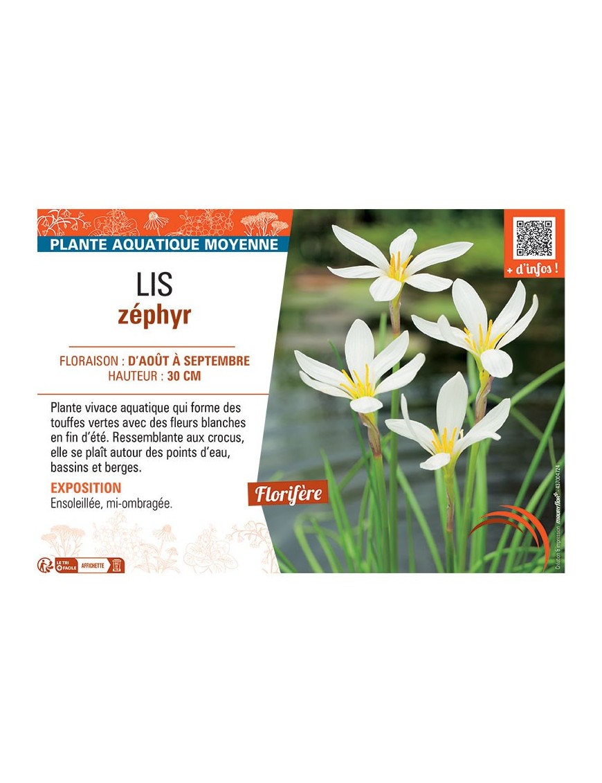 LIS ZEPHYR