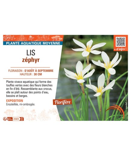 LIS ZEPHYR