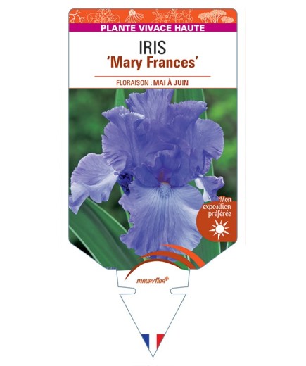 IRIS (germanica) Mary Frances