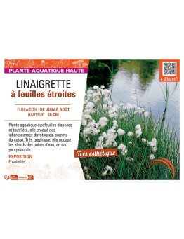 LINAIGRETTE à FEUILLES ETROITES