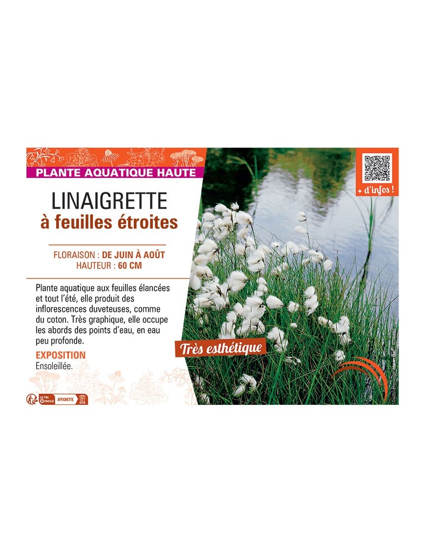 LINAIGRETTE à FEUILLES ETROITES