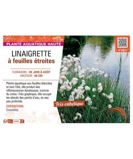 LINAIGRETTE à FEUILLES ETROITES
