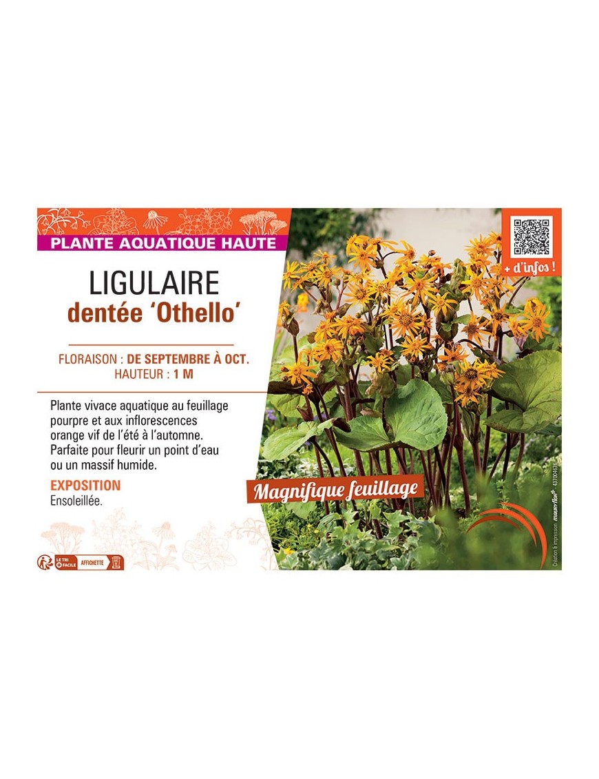 LIGULAIRE DENTEE OTHELLO