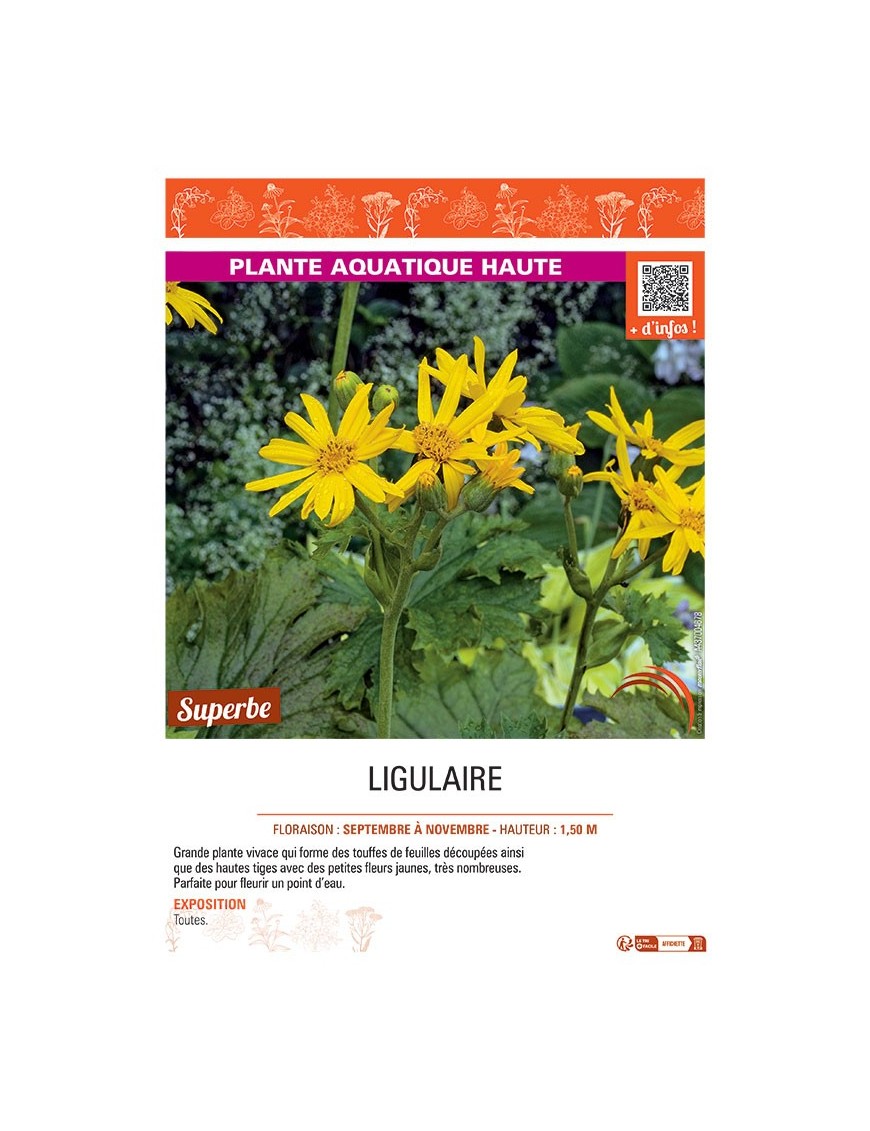 LIGULAIRE (jaune)