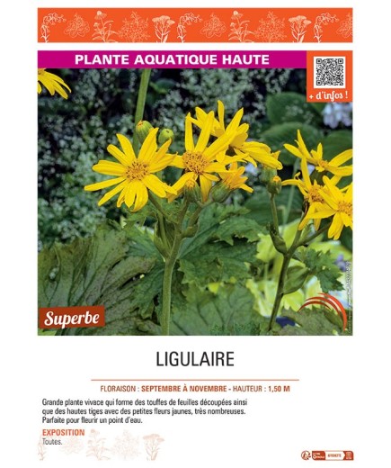 LIGULAIRE (jaune)