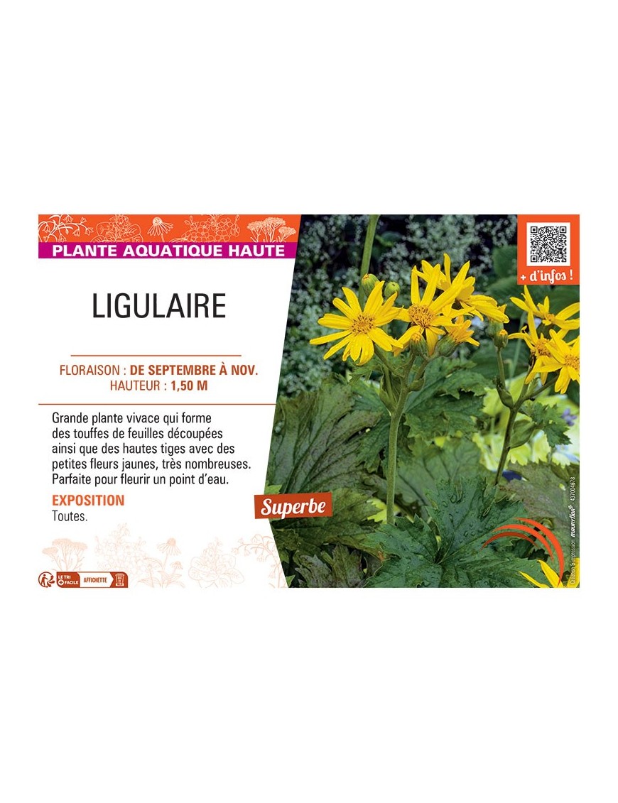 LIGULAIRE (jaune)