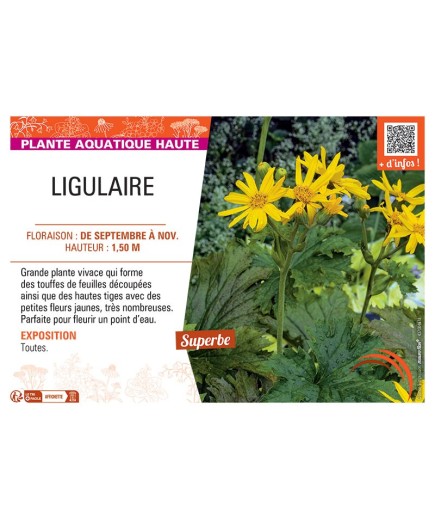 LIGULAIRE (jaune)