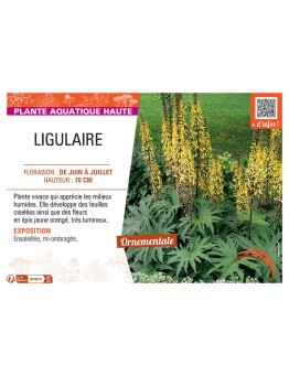 LIGULAIRE (jaune orangé)