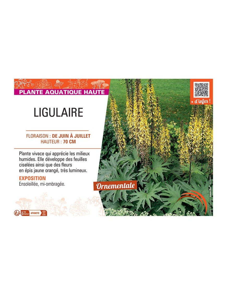 LIGULAIRE (jaune orangé)