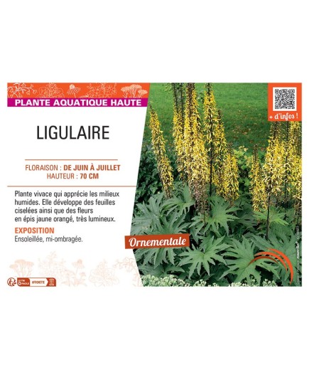 LIGULAIRE (jaune orangé)