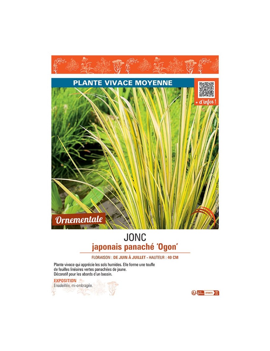 JONC JAPONAIS PANACHE OGON