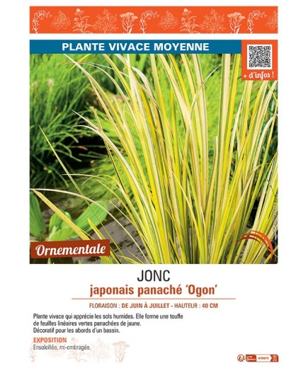 JONC JAPONAIS PANACHE OGON