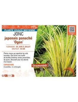 JONC JAPONAIS PANACHE OGON