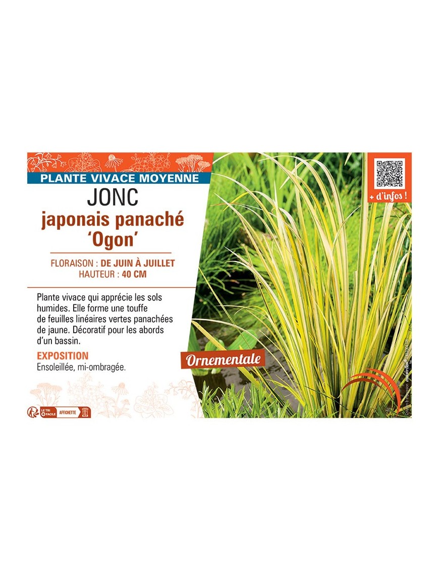 JONC JAPONAIS PANACHE OGON