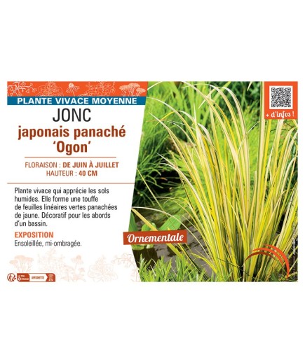 JONC JAPONAIS PANACHE OGON