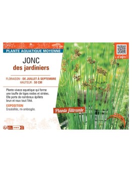 JONC DES JARDINIERS