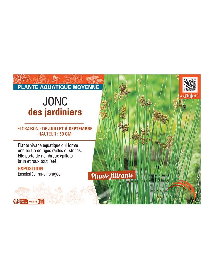 JONC DES JARDINIERS