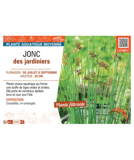 JONC DES JARDINIERS