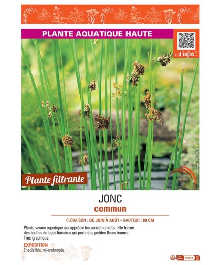 JONC COMMUN