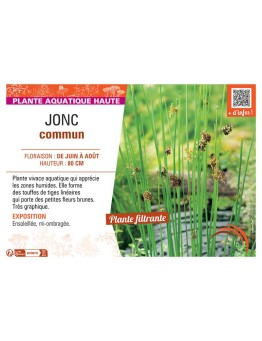 JONC COMMUN