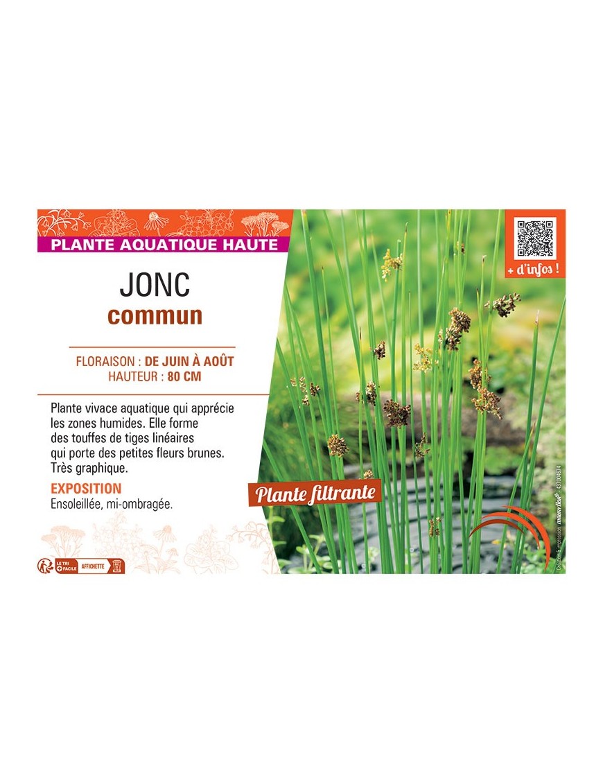 JONC COMMUN