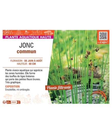 JONC COMMUN