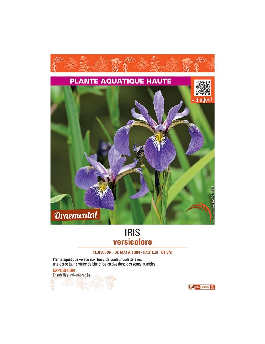 IRIS VERSICOLORE