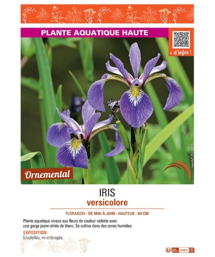 IRIS VERSICOLORE