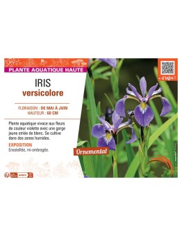 IRIS VERSICOLORE