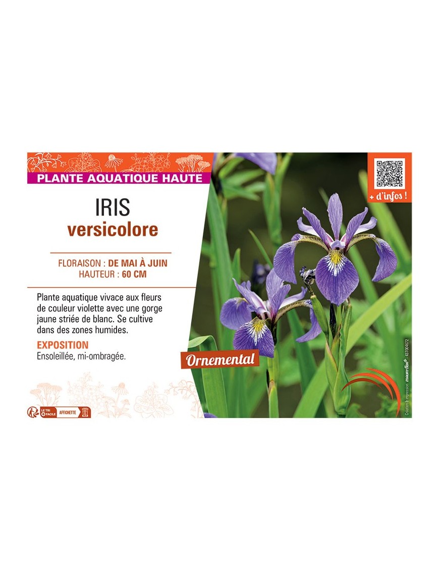 IRIS VERSICOLORE