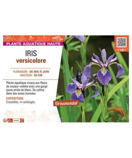 IRIS VERSICOLORE