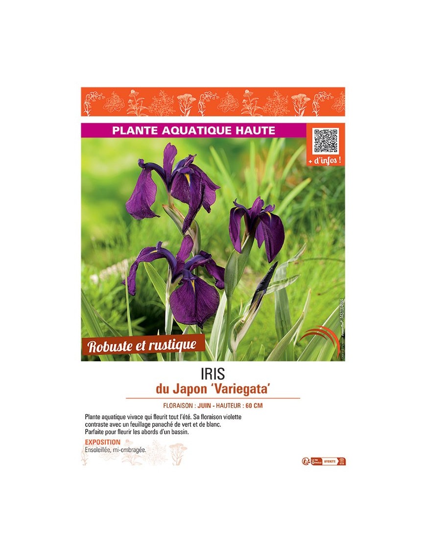 IRIS DU JAPON VARIEGATA