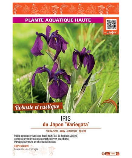 IRIS DU JAPON VARIEGATA