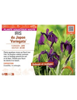 IRIS DU JAPON VARIEGATA