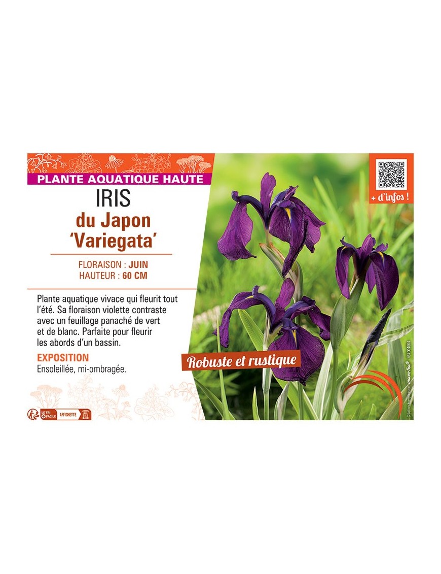 IRIS DU JAPON VARIEGATA