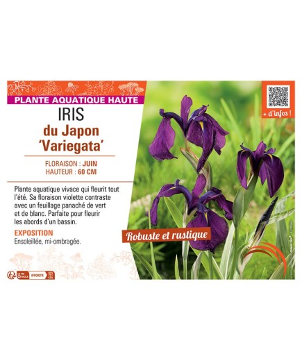 IRIS DU JAPON VARIEGATA