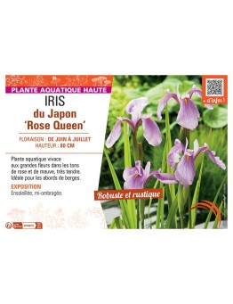 IRIS DU JAPON ROSE QUEEN