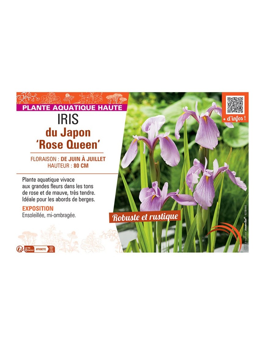 IRIS DU JAPON ROSE QUEEN