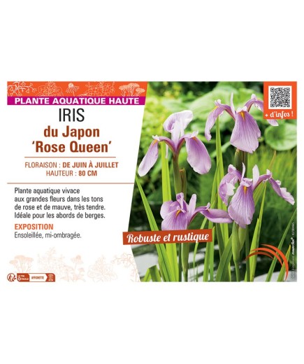 IRIS DU JAPON ROSE QUEEN