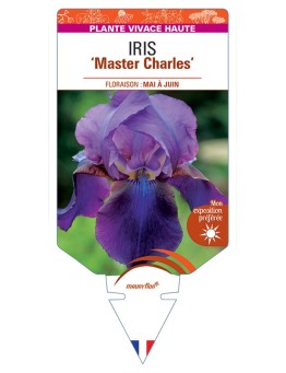 IRIS (germanica) Master Charles