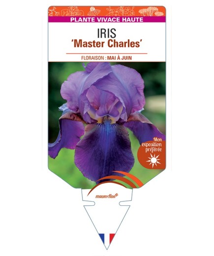 IRIS (germanica) Master Charles