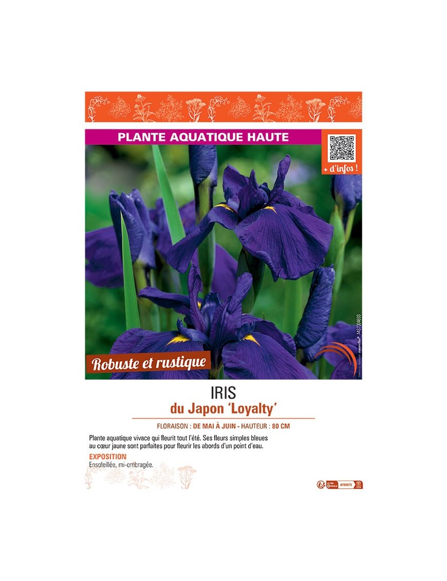 IRIS DU JAPON LOYALTY