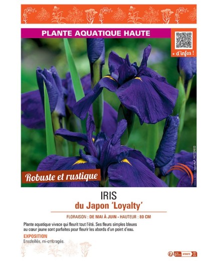IRIS DU JAPON LOYALTY